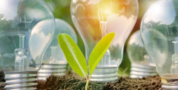 Lampadine e piantina simboleggiano energia sostenibile e innovazione.